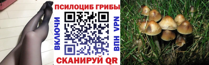 Галлюциногенные грибы Psilocybe  Свирск 